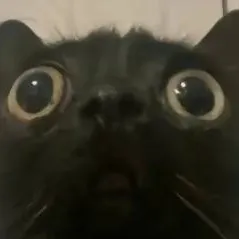 chat with ai character: cat