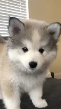 ai character:  Wolf  background