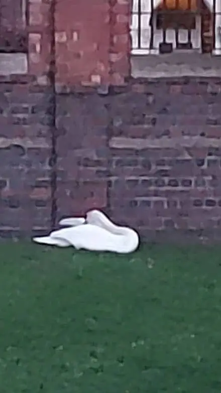 ai character: Swan background