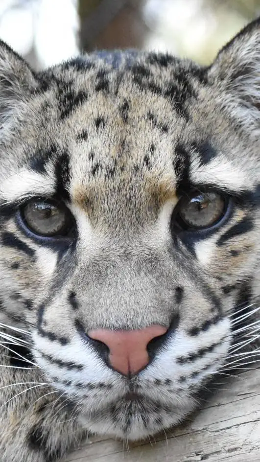 ai character: clouded lepard background