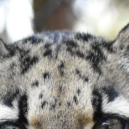 chat with ai character: clouded lepard