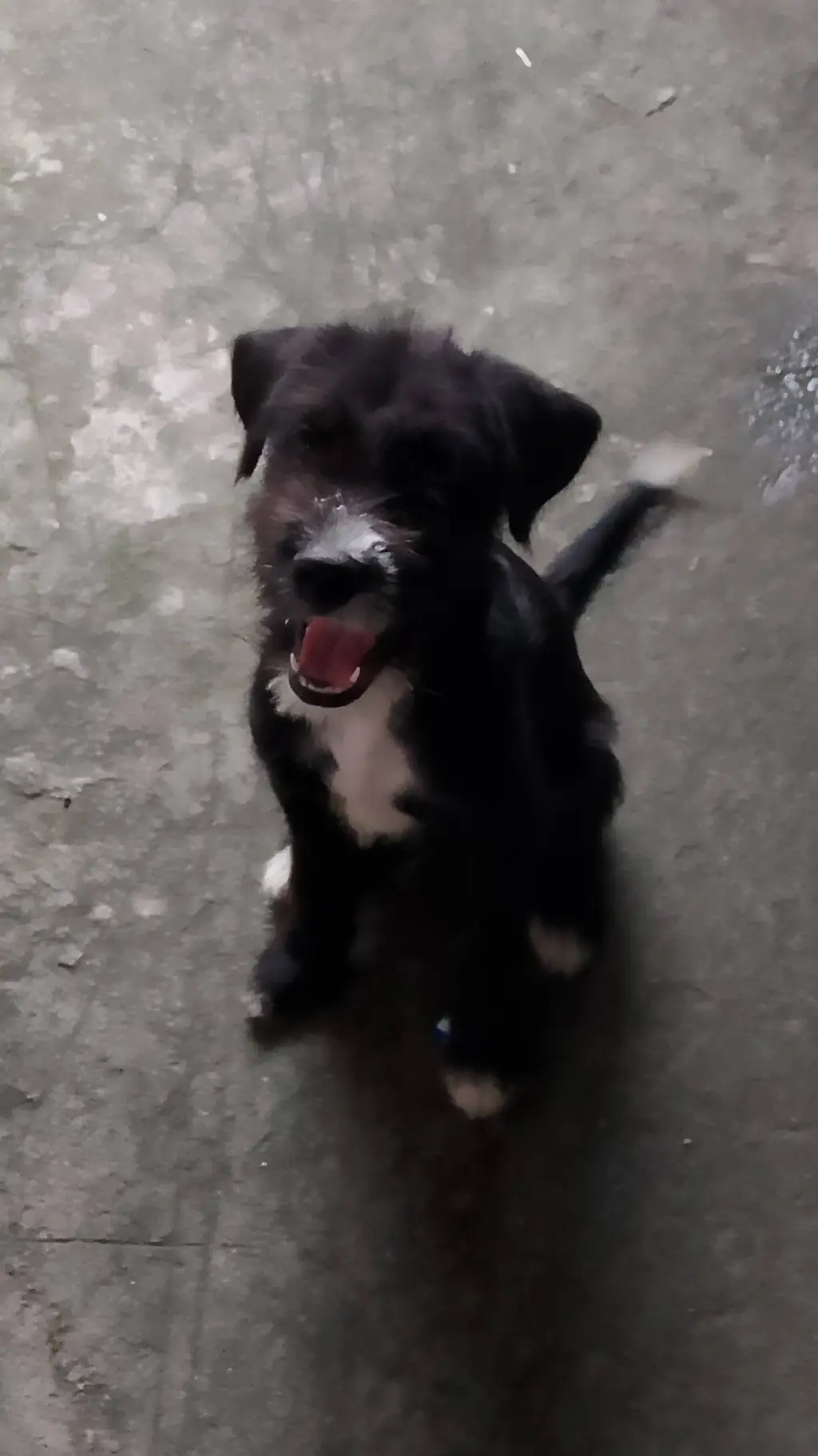ai character: Poochi background