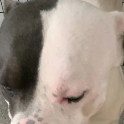 chat with ai character: The dog