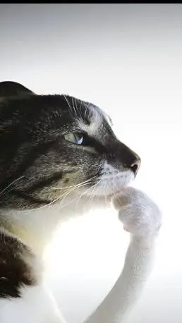 ai character: thought cat background
