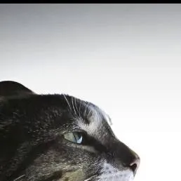 chat with ai character: thought cat