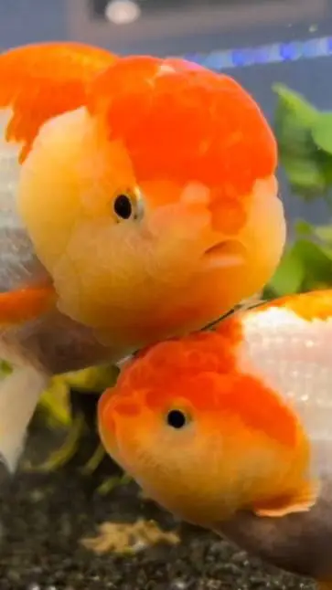 ai character: fish background