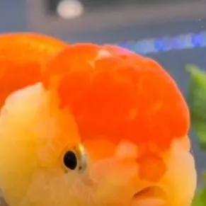 chat with ai character: fish