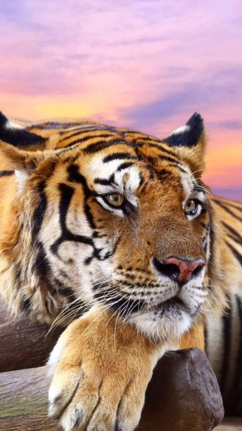 ai character: hurt tiger Amanda background
