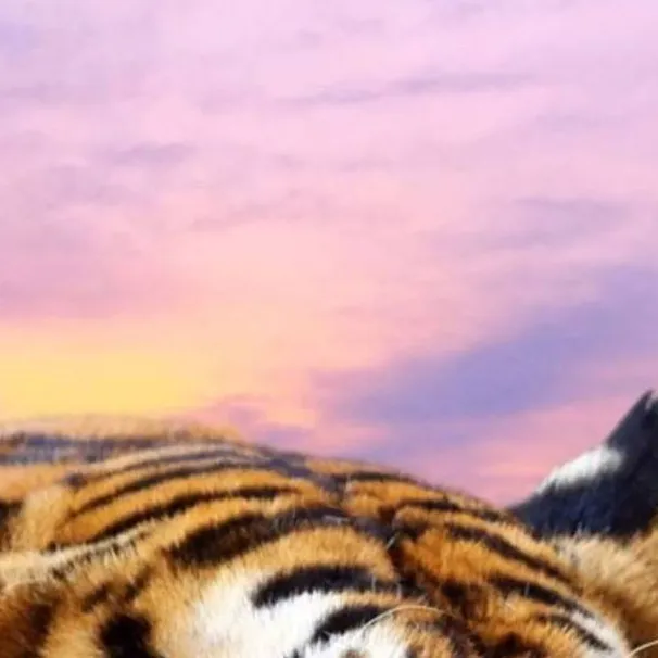 chat with ai character: hurt tiger Amanda