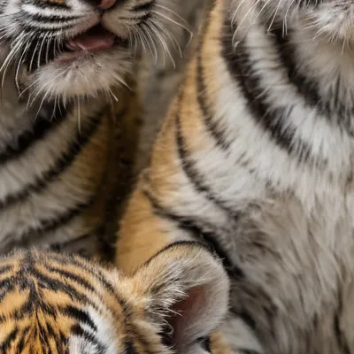 chat with ai character: Tiger cubs 