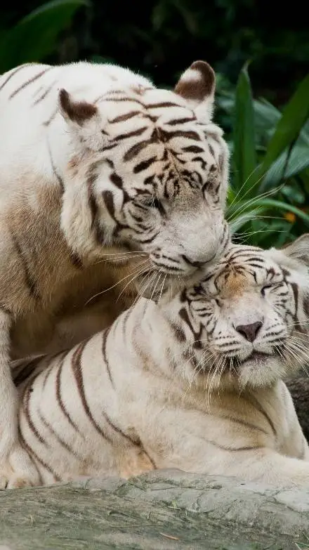 ai character: Morales  background