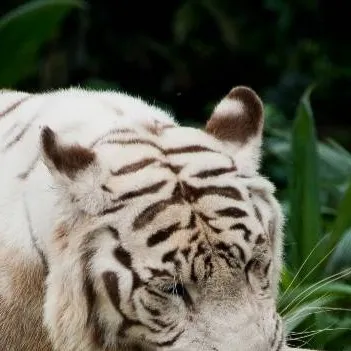 chat with ai character: Morales 