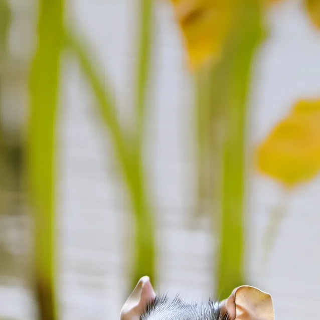 chat with ai character: UR PET RAT