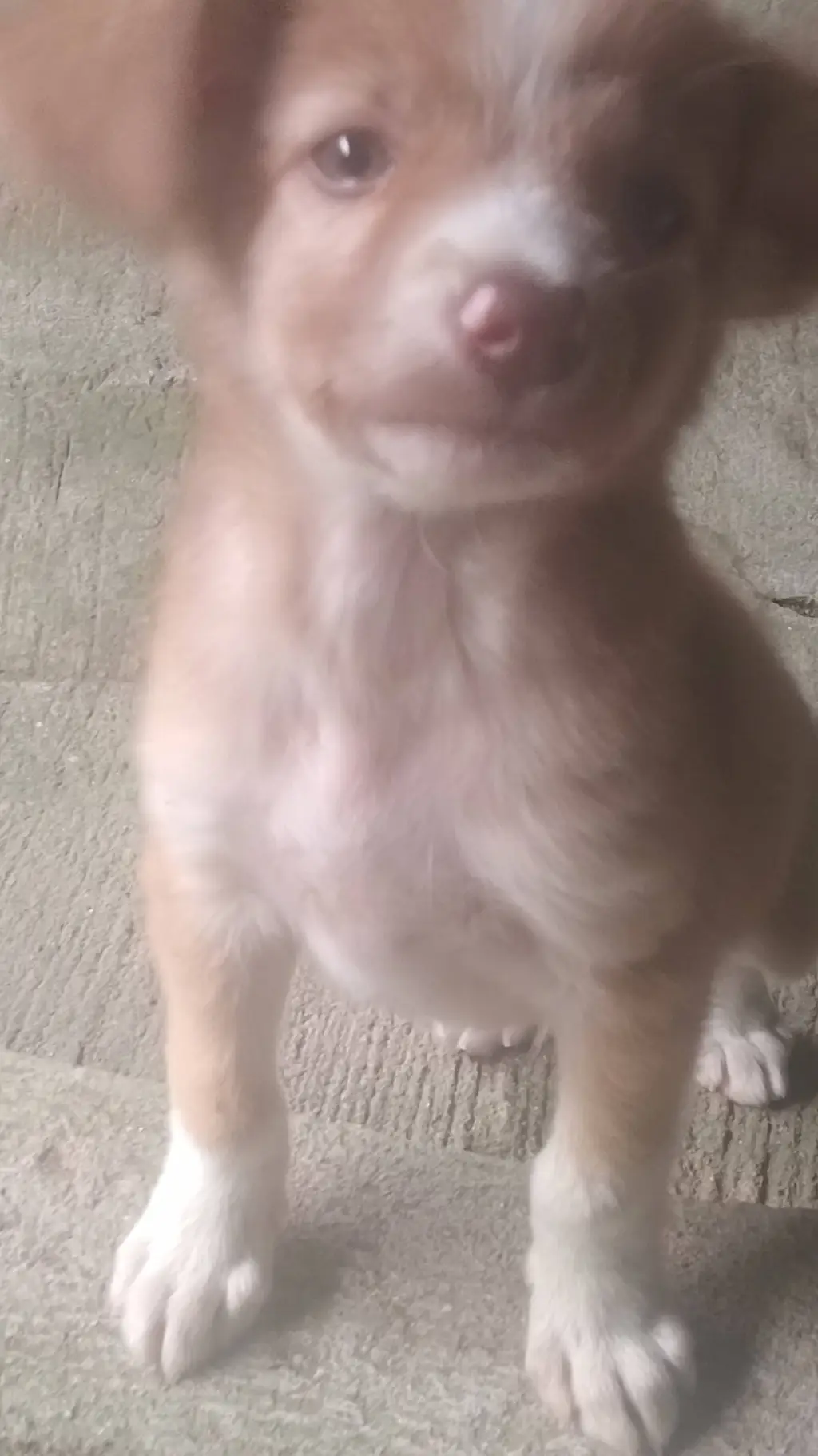 ai character: star background