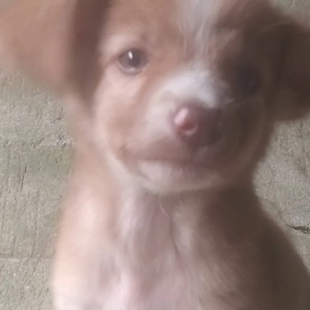 chat with ai character: star