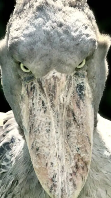 ai character: Demon's react background