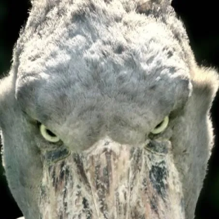 chat with ai character: Demon's react