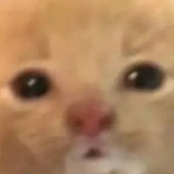 chat with ai character: cool cat