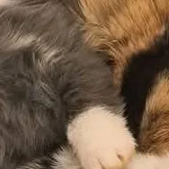 chat with ai character: baby kittys!