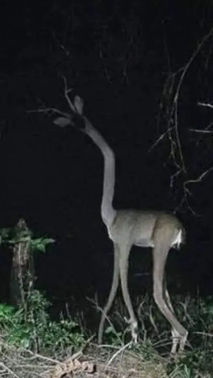 ai character: deer skinwalker background