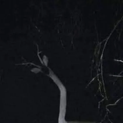 chat with ai character: deer skinwalker