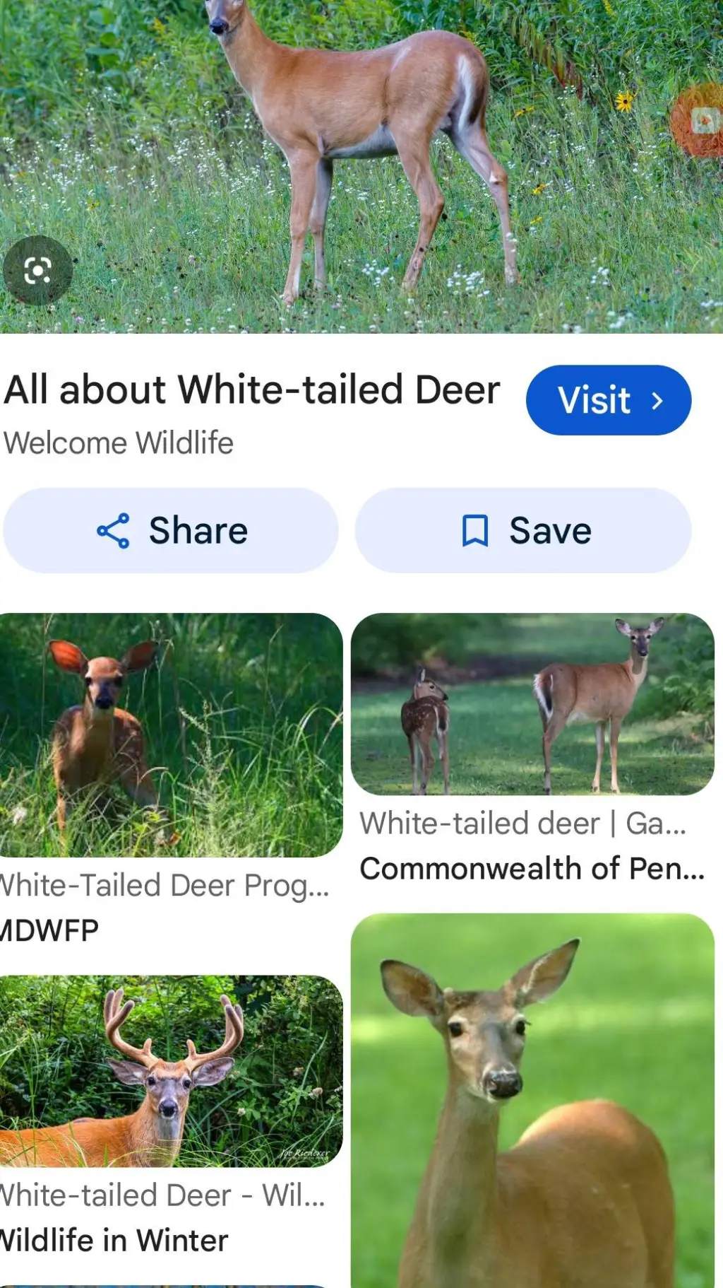 ai character: nice deer background