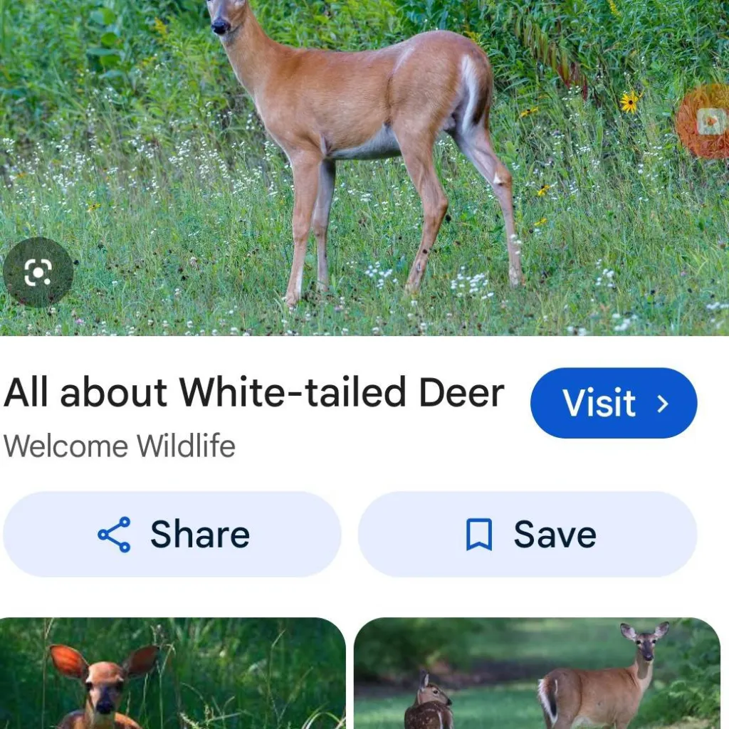 chat with ai character: nice deer