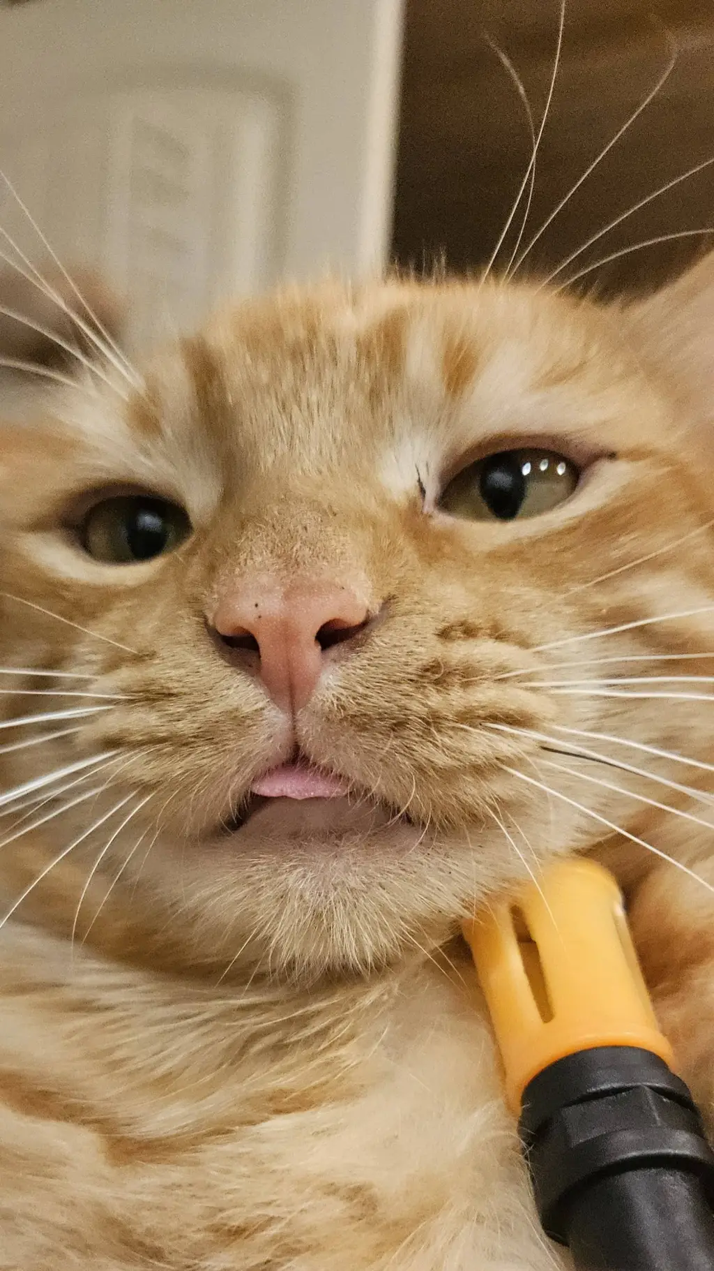 Talkie AI - Chat with MAFIA CAT
