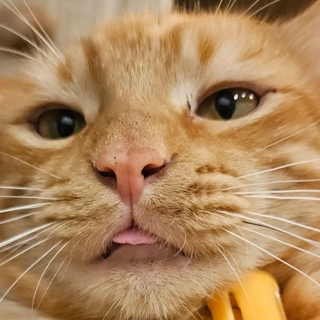 chat with ai character: MAFIA CAT