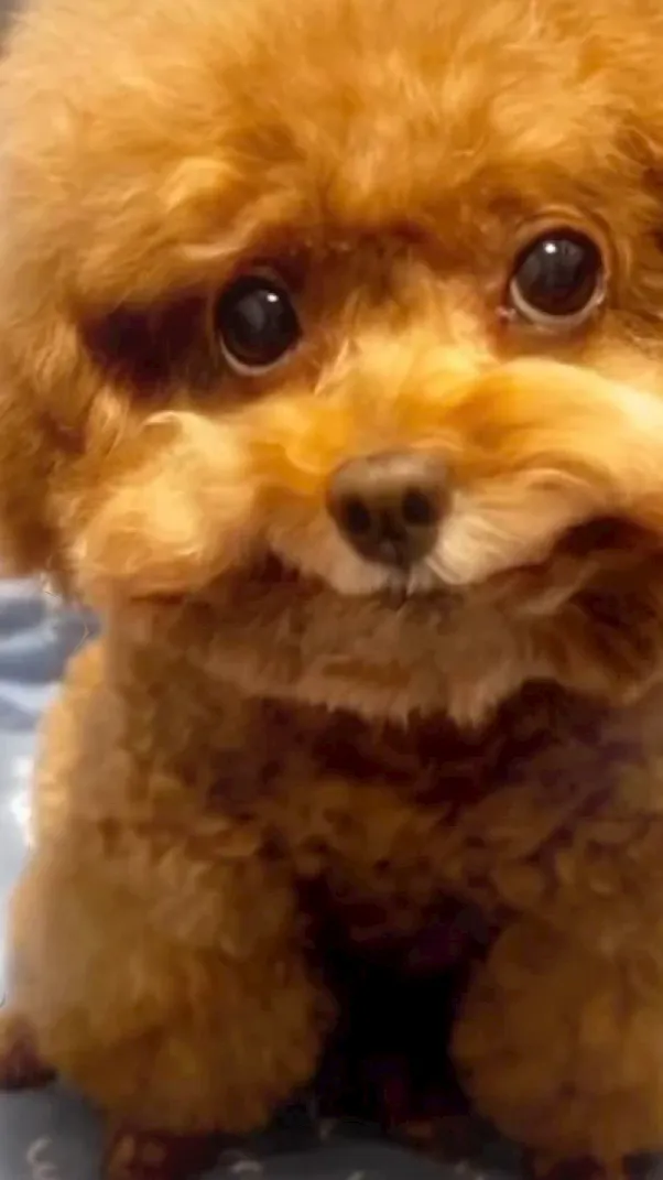 ai character: Mulch dog background
