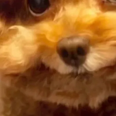 chat with ai character: Mulch dog