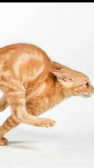 ai character: Scary cat  background
