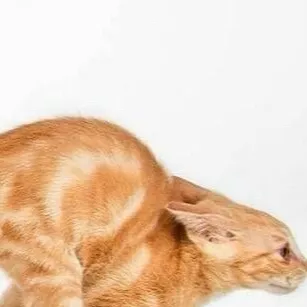 chat with ai character: Scary cat 