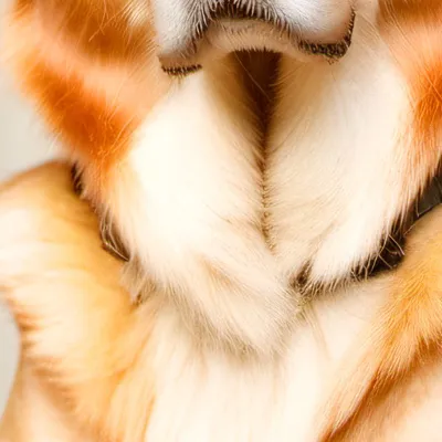 chat with ai character: Timmy 