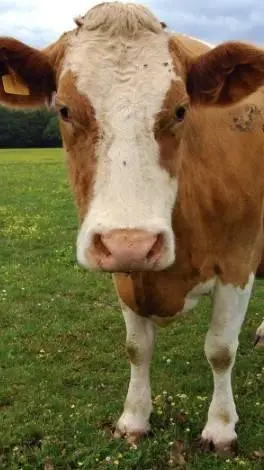 ai character: killer cow background