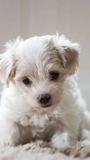 Talkie AI - Chat with Giant puppy!