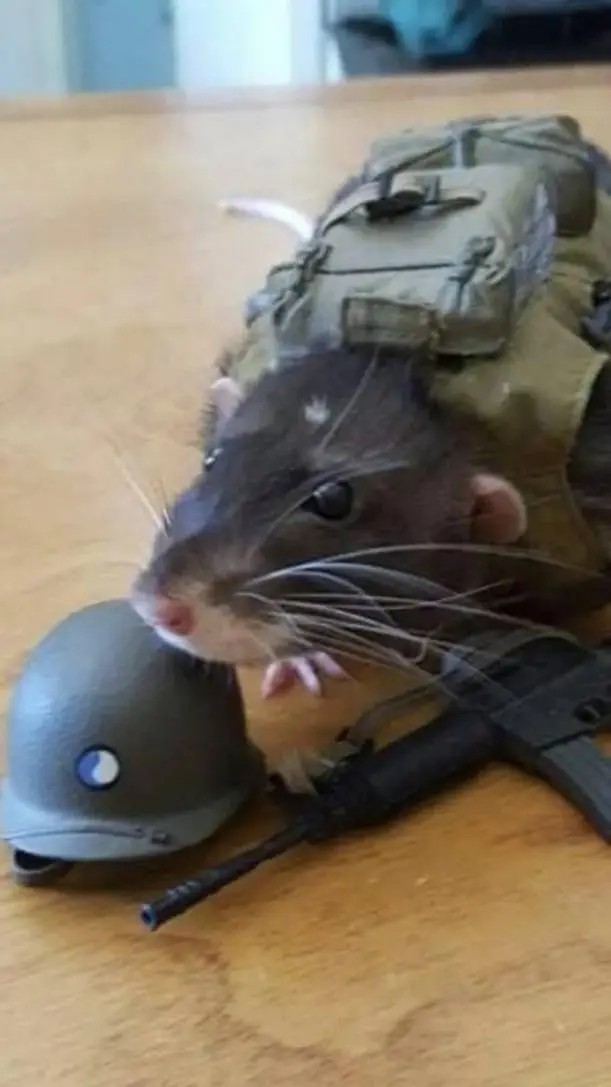 ai character: the great rat War background