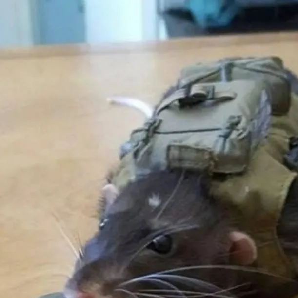 chat with ai character: the great rat War