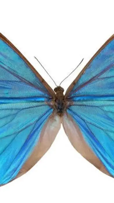 ai character: dandys world!  background