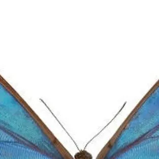 chat with ai character: dandys world! 