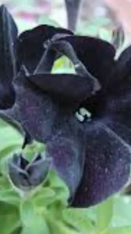 ai character: Country humans background