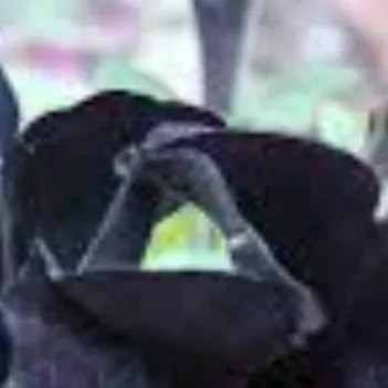 chat with ai character: Country humans