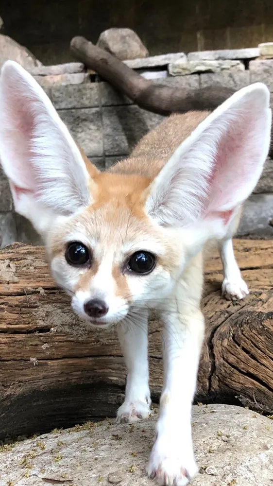 ai character: Support fox :) background