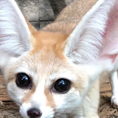 chat with ai character: Support fox :)