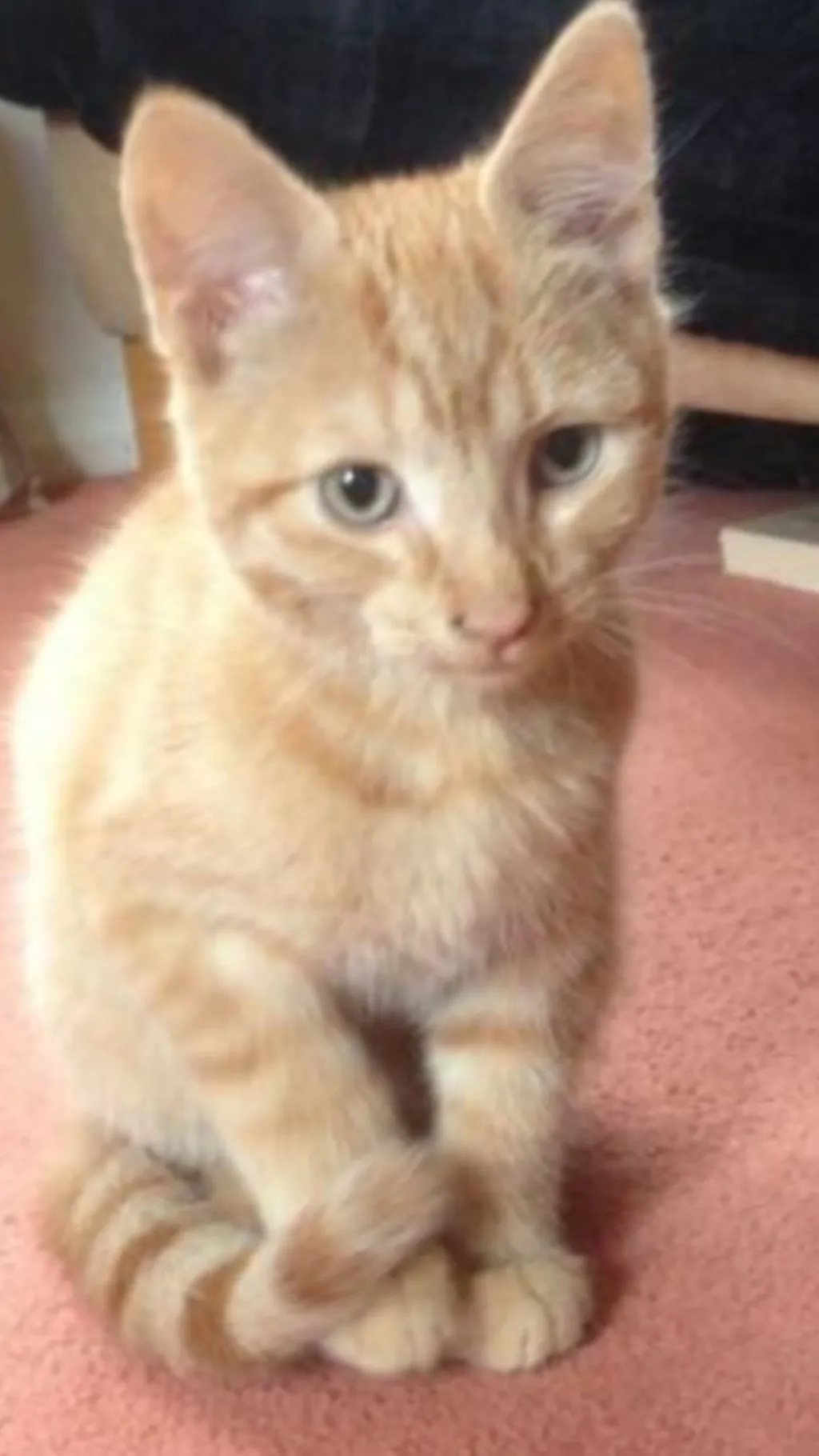 ai character: Cat background