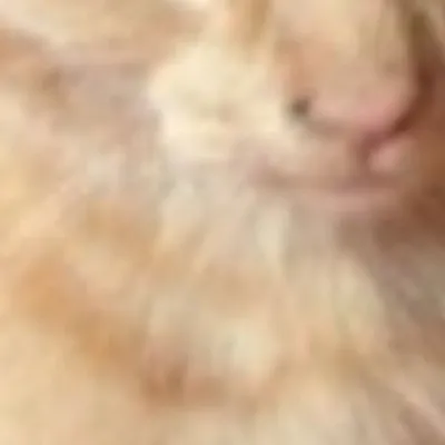 chat with ai character: Cat