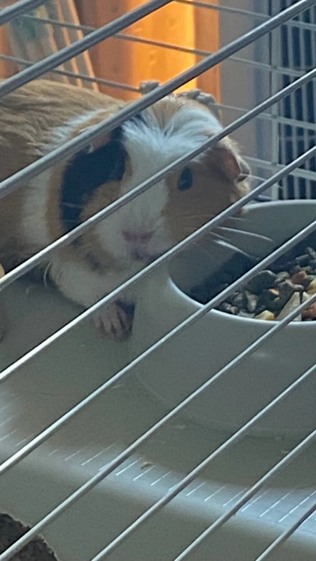 ai character: Guinea pig (sleepy background