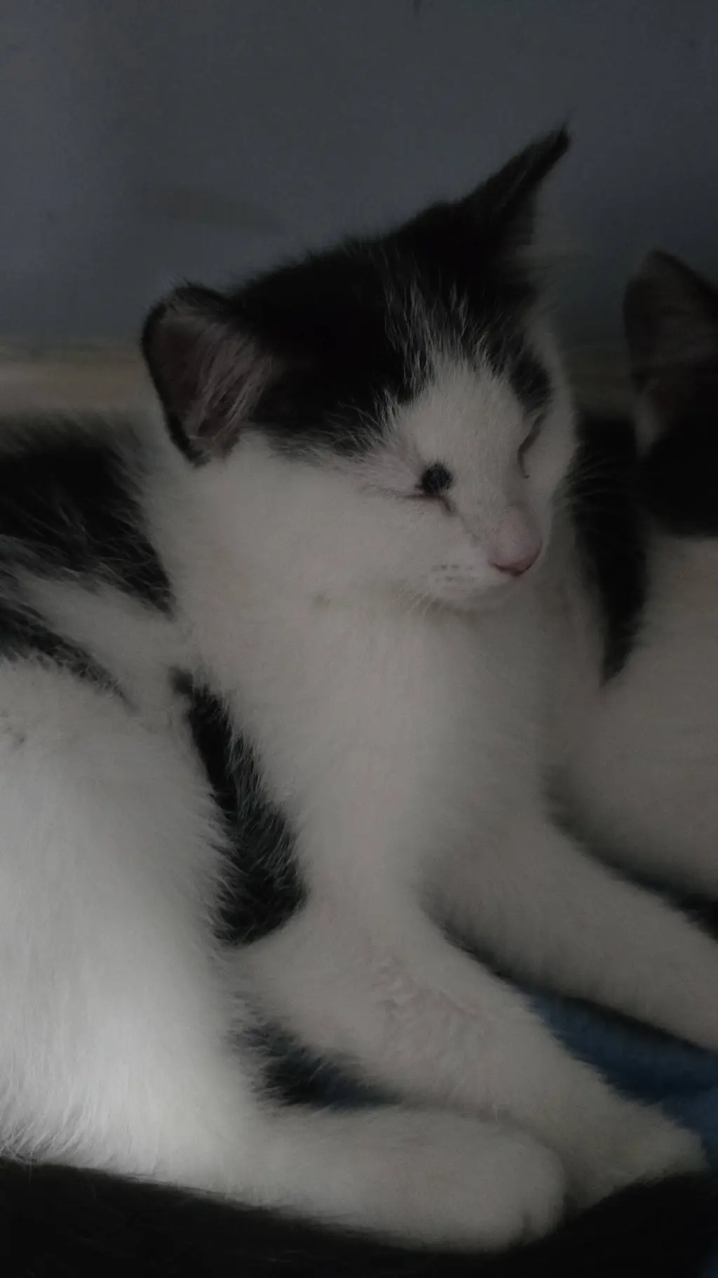 ai character: molly background