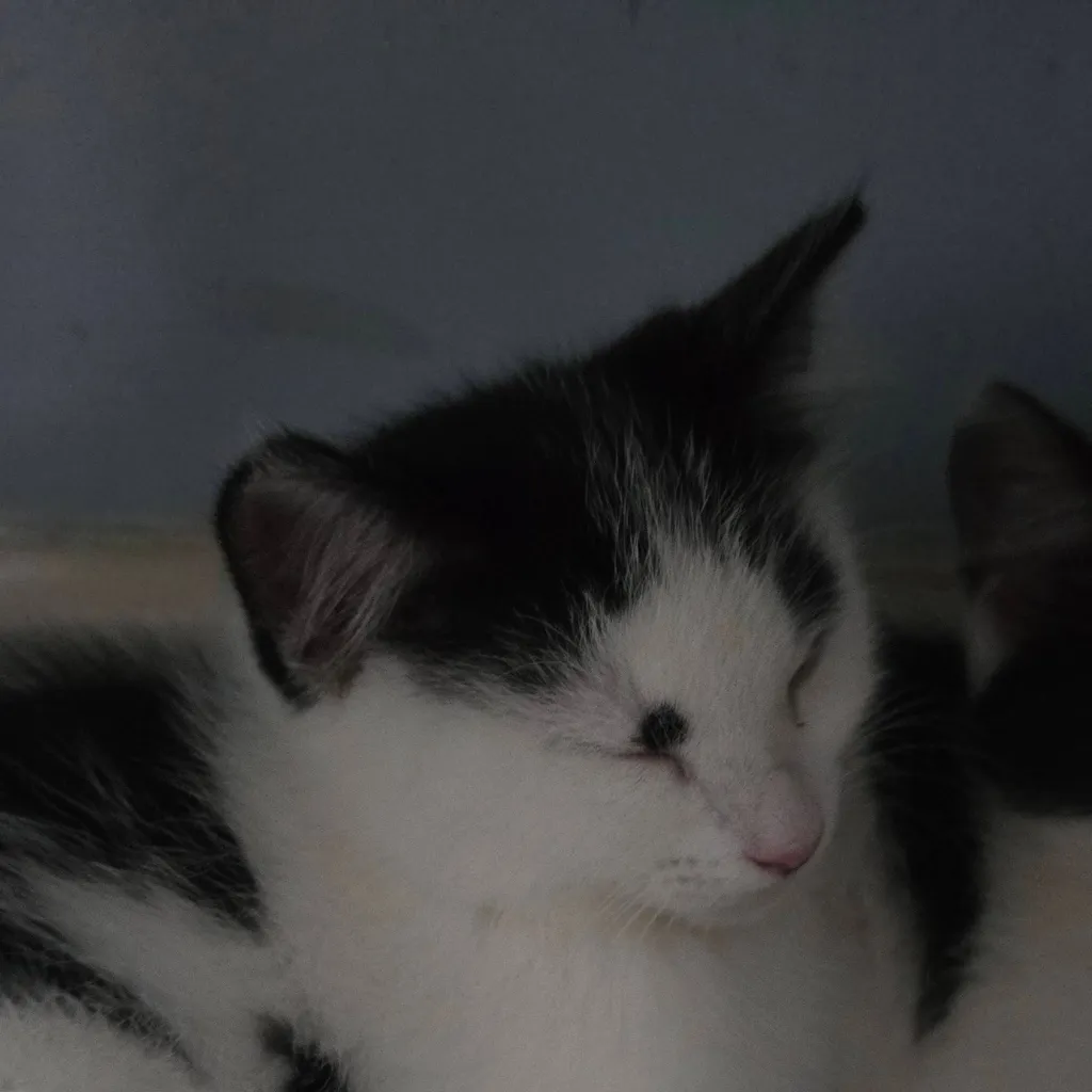 chat with ai character: molly