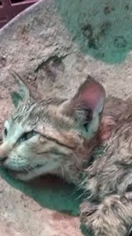 ai character: Dying cat background